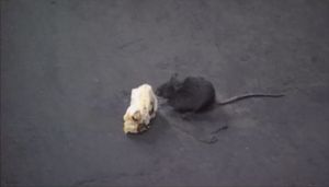 Pet Shop Boys: Home And Dry