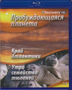 Пробуждающаяся Планета: Край Атлантики / Утро Семейства Тюленей