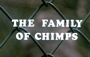 Chimps Onder Elkaar