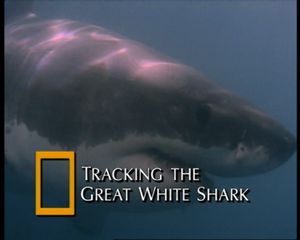Tracking The Great White Shark