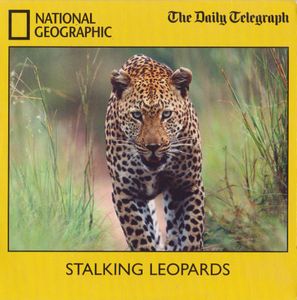 Stalking Leopards