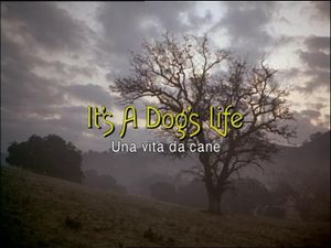 It's A Dog's Life