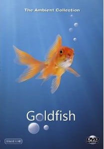 Goldfish