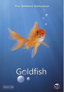 Goldfish