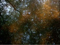 Sky Light