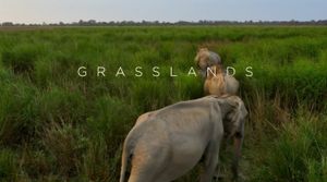 Grasslands