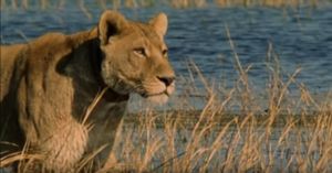 Swimming Lions