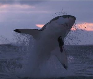 Air Jaws: Sharks of South Africa