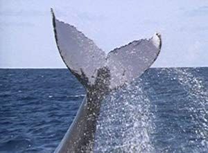 The Ultimate Guide: Whales