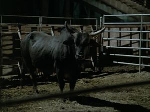 Showdown in Saskatchewan 