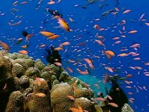 The Mystery of Sulawesi