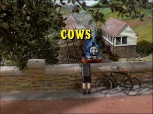 Cows