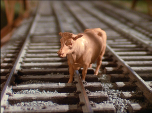 Cows