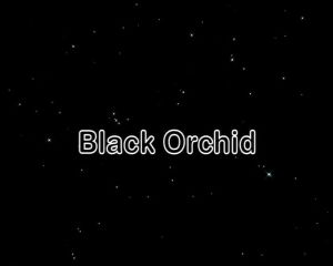 Black Orchid