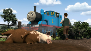 Thomas And The Pigs
