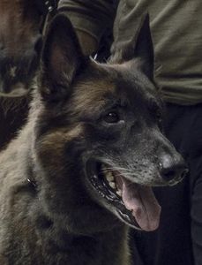 Dog