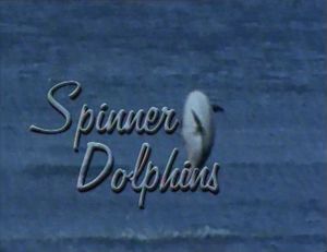 Spinner Dolphins