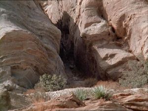 Night Of The Coyote