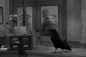 Jimmy The Raven