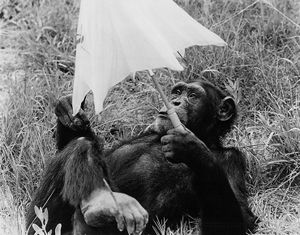 Judy the Chimpanzee