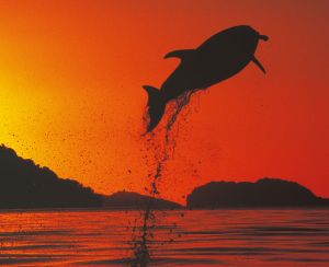 Dolphins of the Shadowland