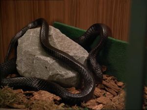 A Nest Of Vipers
