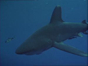 Death In Hawaii