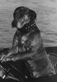 Teddy The Dog