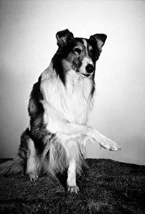 Lassie the Dog