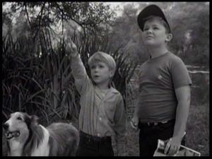 The Egrets