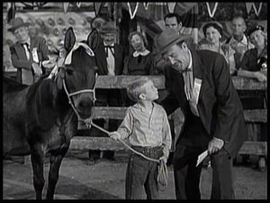 The Horse Show