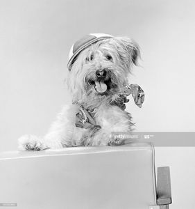 Johnny the Dog