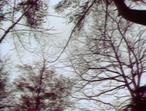 The Cure: A Forest