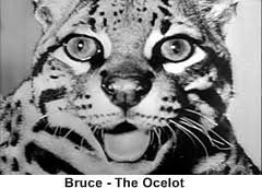 Bruce