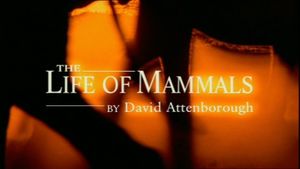 The Life of Mammals